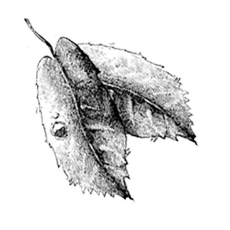 #2357 - Leaf - Nature